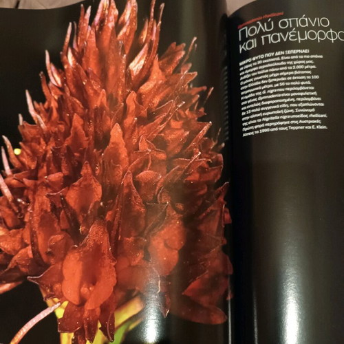 Photo book Wild Flowers like new, album