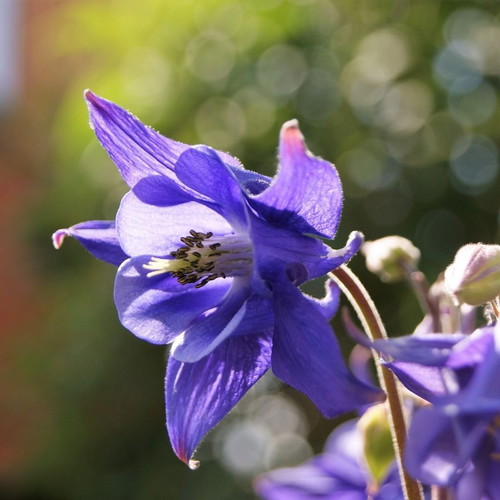 20 Aquilegia Vulgaris columbine flower seeds, perennial garden plant
