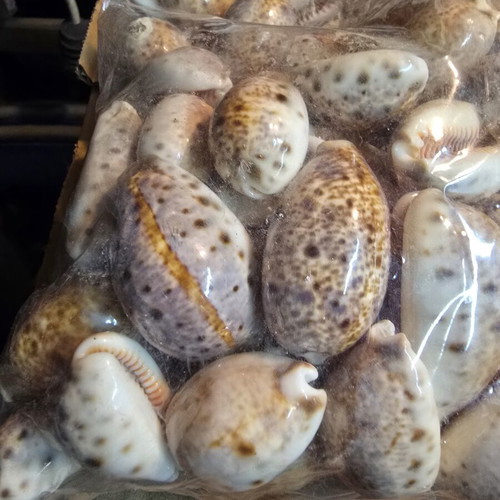 Natural Cypraea Lynx Seashells, pack for crafts and decoration