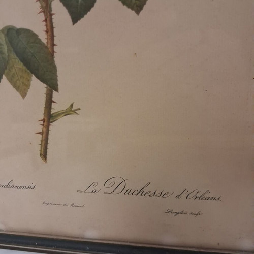 Pair of old botanical engravings Redouté Les Roses used, 31x41 cm