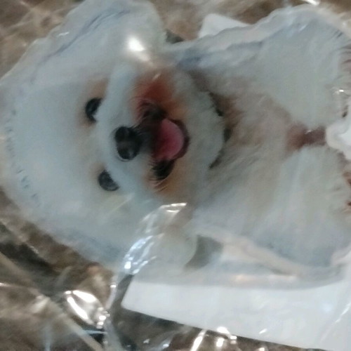Decorative clip with Bichon Frisé dog new