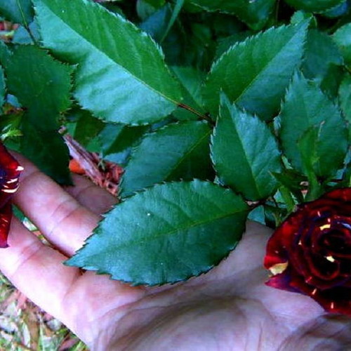 Memphis Music Rose seeds, 25, bicolor rare variety