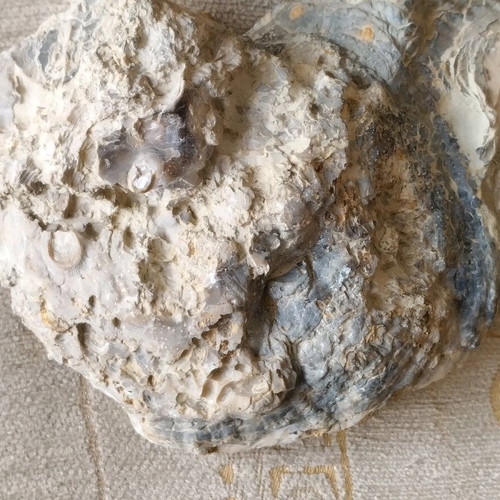 Fossilized mollusk shell like new