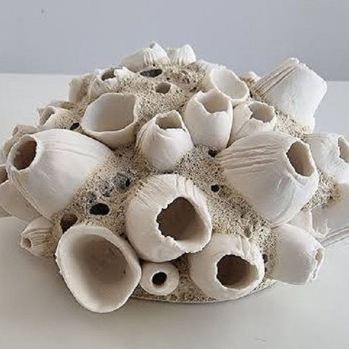 Barnacle shells pack of 38 new for crafts and decoration