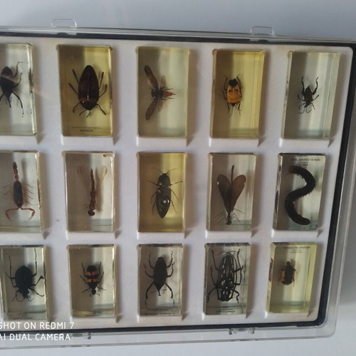 National Geographic collection with 47 preserved insects and arthropods, like new