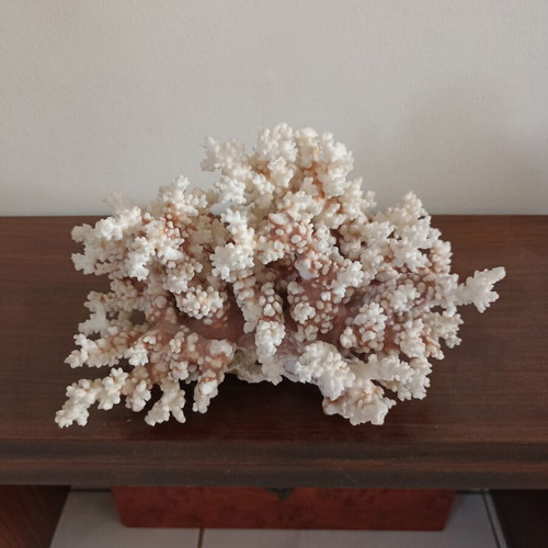 Vintage large natural white coral decor