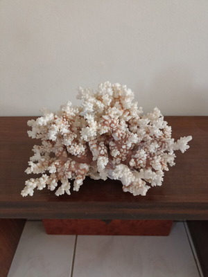 Vintage large natural white coral decor
