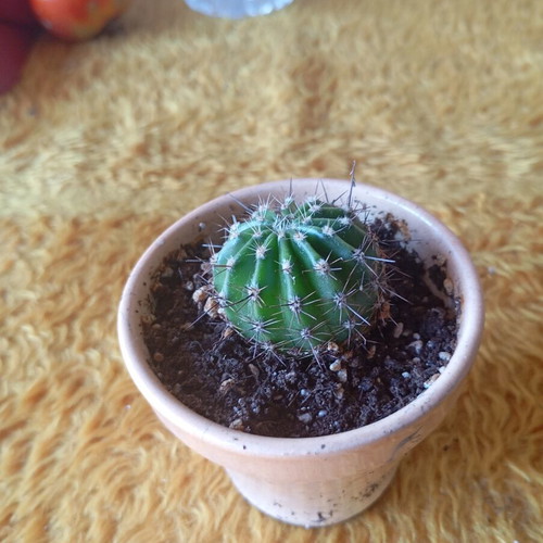 Echinopsis cactus in ceramic pot new