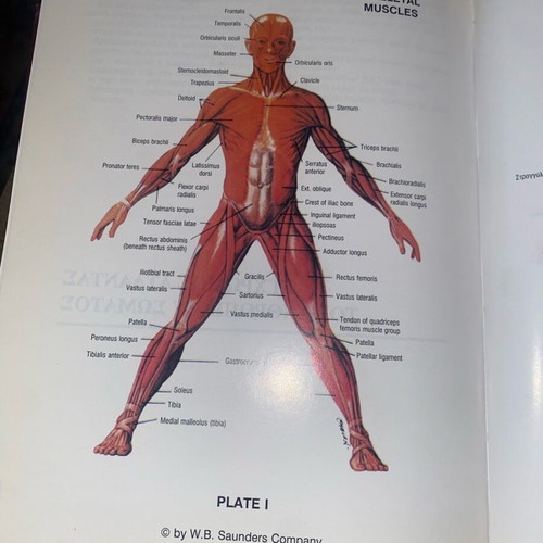 Medical Dictionary English-Greek and Greek-English used