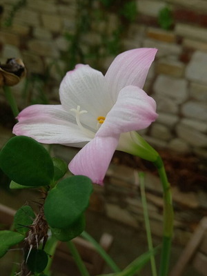 Habranthus Robustus seeds pack of 10-15