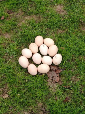 Free-range fresh eggs from chicken, guinea fowl, duck, and goose