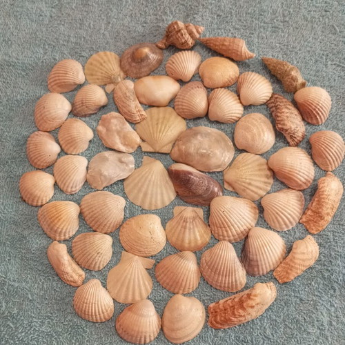 Natural seashells varnished, pack of 50, like new