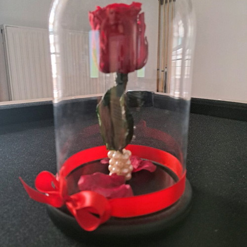 Forever rose red with glass dome new