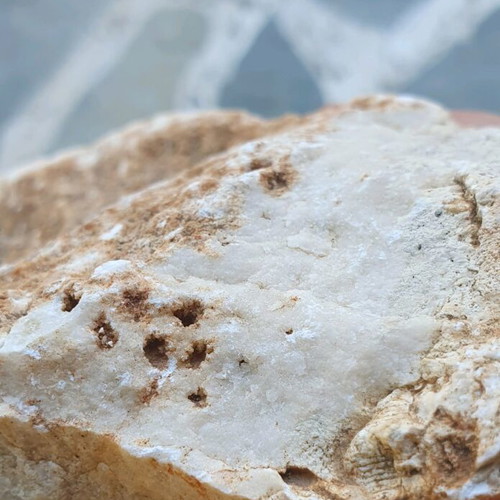 Fossilized coral like new, Greek collectible