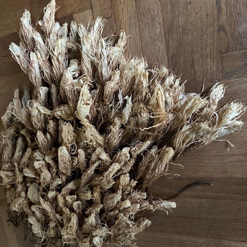 Dried cactus flowers - queen of the night, craft decoration