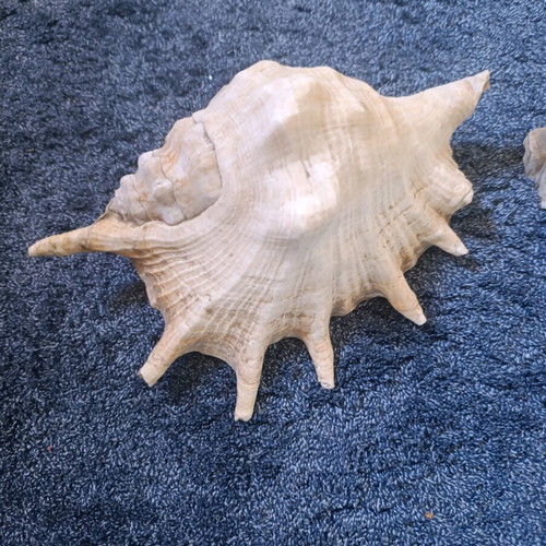 Decorative shells like new, set of 2 pieces