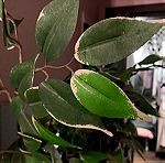  Τεχνητό δέντρο- φυτό   σε γλάστρα
