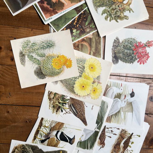 Large Lot of 220 Vintage Artis Historia Prints, Birds, Animals & Botanical Illustrations