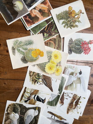 Large Lot of 220 Vintage Artis Historia Prints, Birds, Animals & Botanical Illustrations