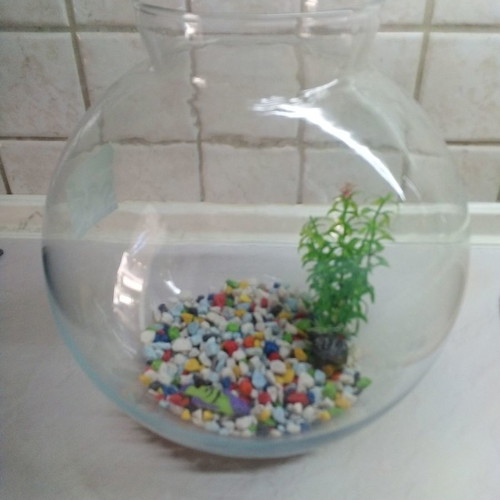Goldfish bowl used with food and special water liquid