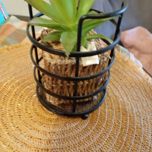 Decorative plant in seaweed new, together