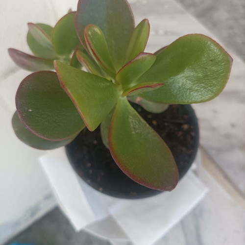 Crasula ovata succulent plant, 12-15 cm tall