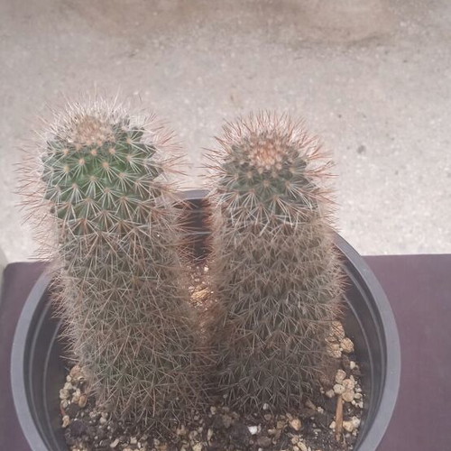 Cactus in nursery pot Mammillaria Spinosissima new
