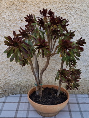 Aeonium arboreum 'Atropurpureum' παχύφυτο σαν καινούργιο με πήλινη γλάστρα