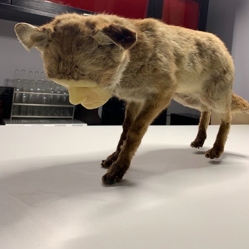 Vintage fox with wax human face used