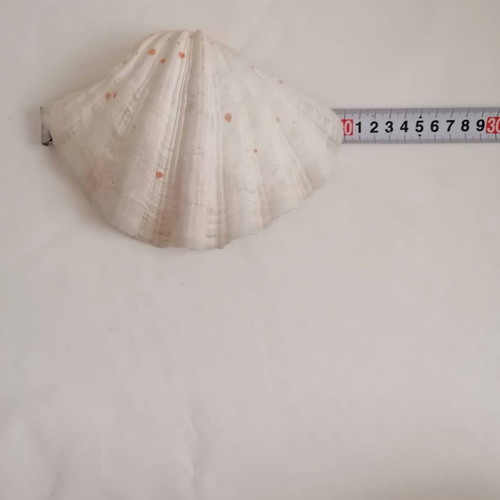 Large Horse Hoof Clam Shell One Side Hippopus Hippopus used unique rare