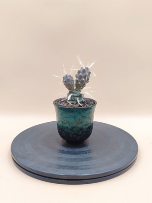 Tephrocactus articulatus var. papyracanthus κάκτος σε κεραμική γλάστρα, minimal αισθητική