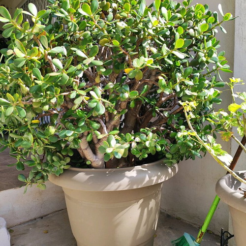 Large Crassula like new, 1.40m tall money tree plant
