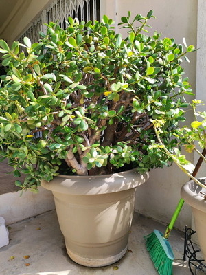Large Crassula like new, 1.40m tall money tree plant