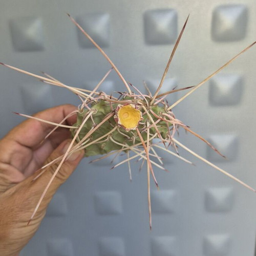 Opuntia Sulphurea cactus with unique spines