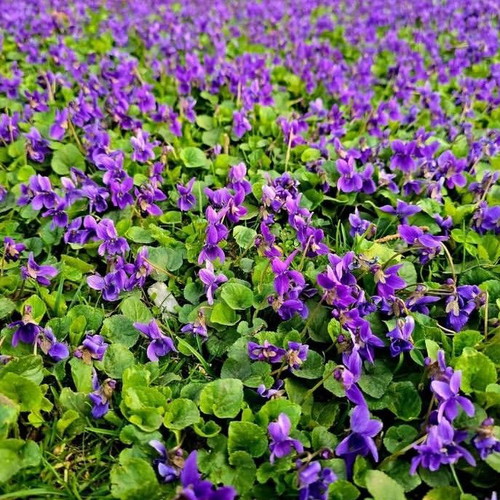 Wild Violet Plant New, Bare Root, Mixed Colors
