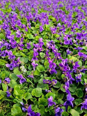 Wild Violet Plant New, Bare Root, Mixed Colors