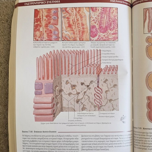 Atlas of Basic Medical Sciences III: Human Physiology like new