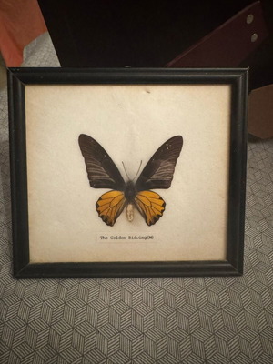 Рамкирана златна пеперуда Troides rhadamantus, като нова
