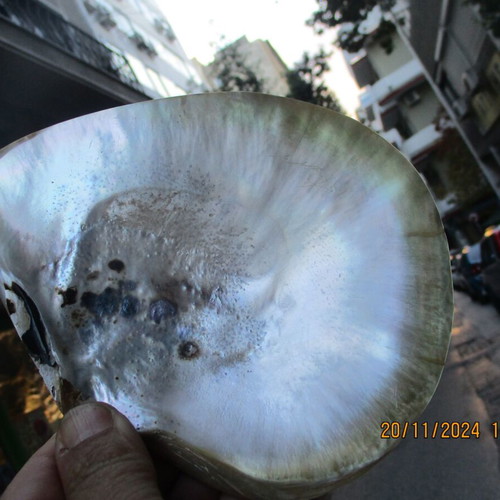 Mother of pearl M.O.R cabochons and shell pack new