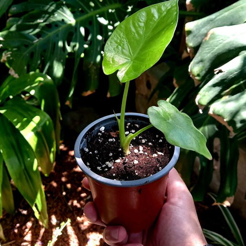 Alocasia odora baby plants new, healthy and resilient
