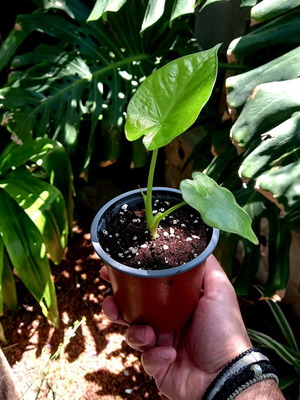 Alocasia odora baby plants new, healthy and resilient