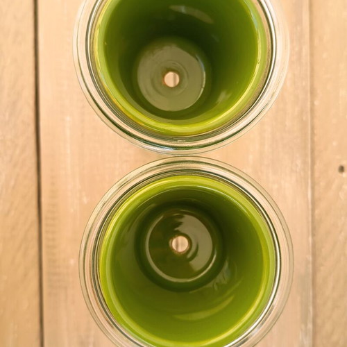 Self-Watering Plant Vases by Nature & Découvertes used