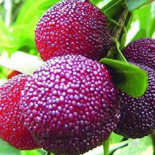 Myrica Rubra Chinese Mulberry Seeds like new for cultivation