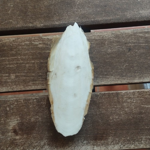 Cuttlebone for pets like new