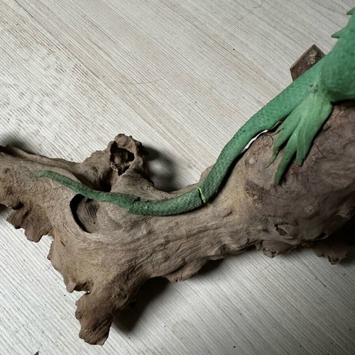 Decorative iguana used with broken tail