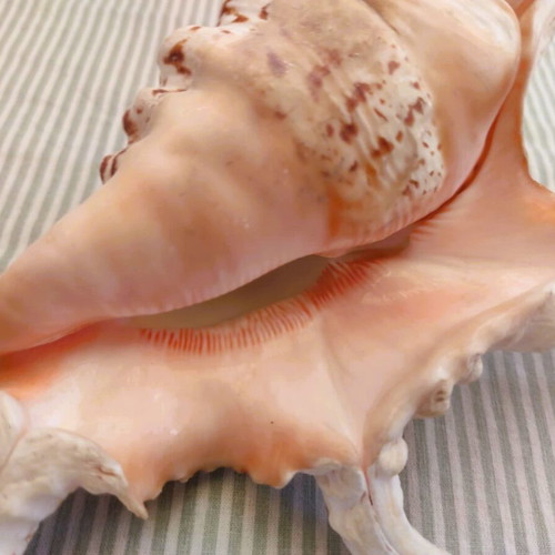 Natural Water Conch Shell Lambis Lambis used, 21 cm hexagonal