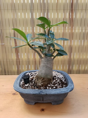 Adenium Bonsai 24εκ νέο