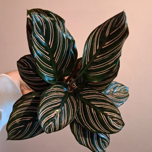 Calathea ornata plant 15cm - 20cm new