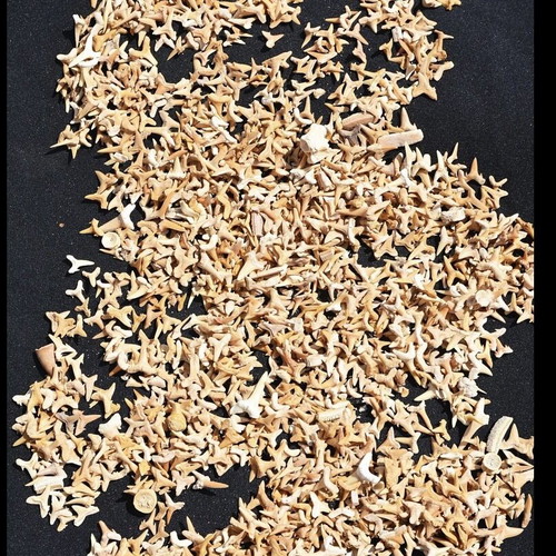 Fossilized shark teeth new, about 100 pieces from Morocco