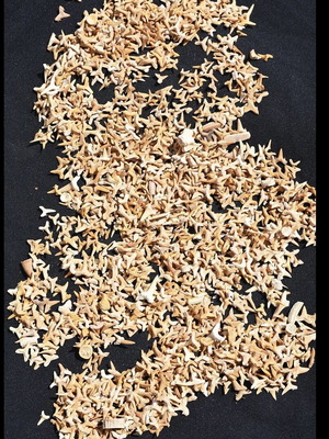 Fossilized shark teeth new, about 100 pieces from Morocco